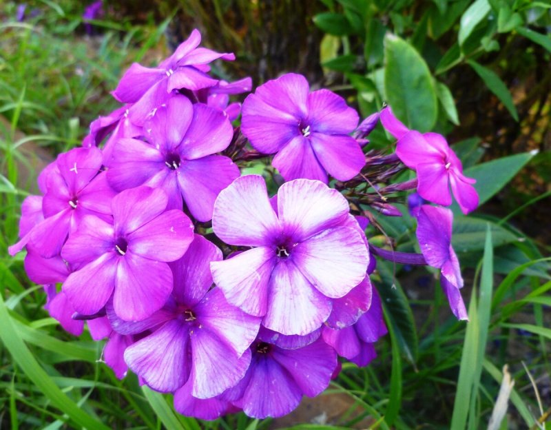 Флоксы многолетники