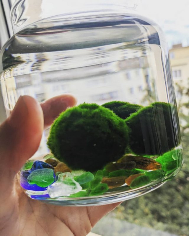 Кладофора нитчатая водоросль