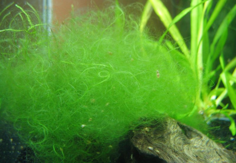 Cladophora Aegagropila