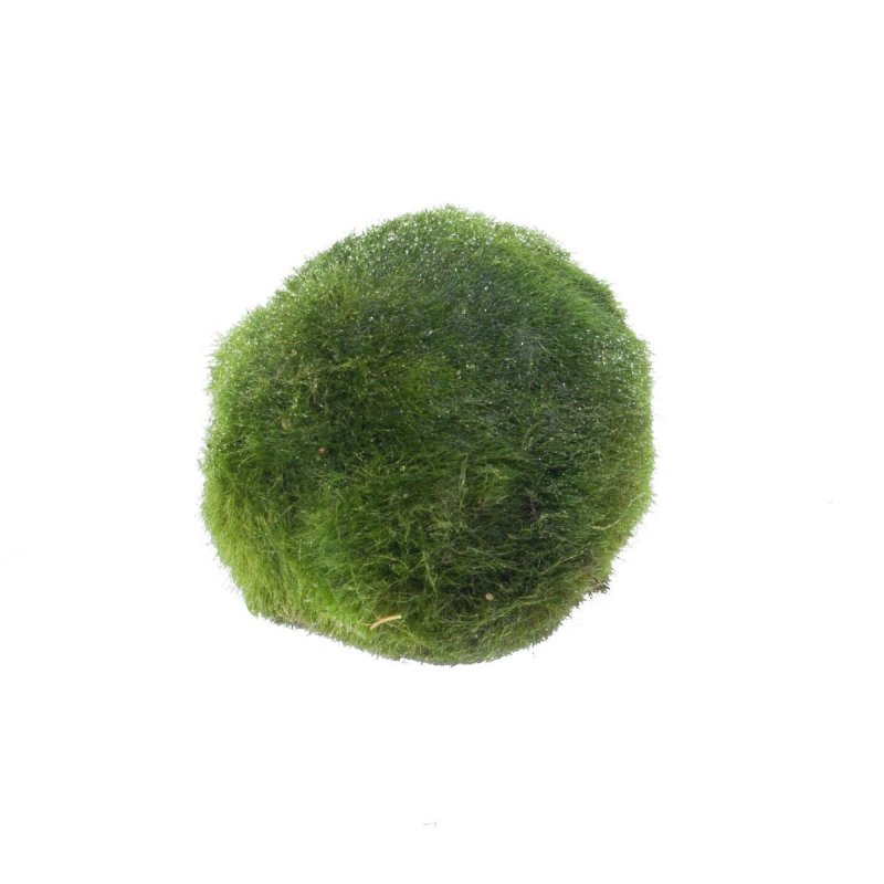 Aegagropila linnaei
