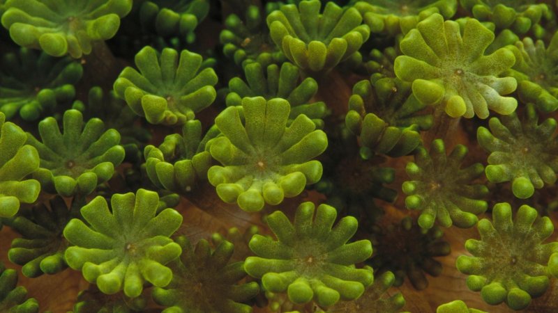 Хризофитовые водоросли