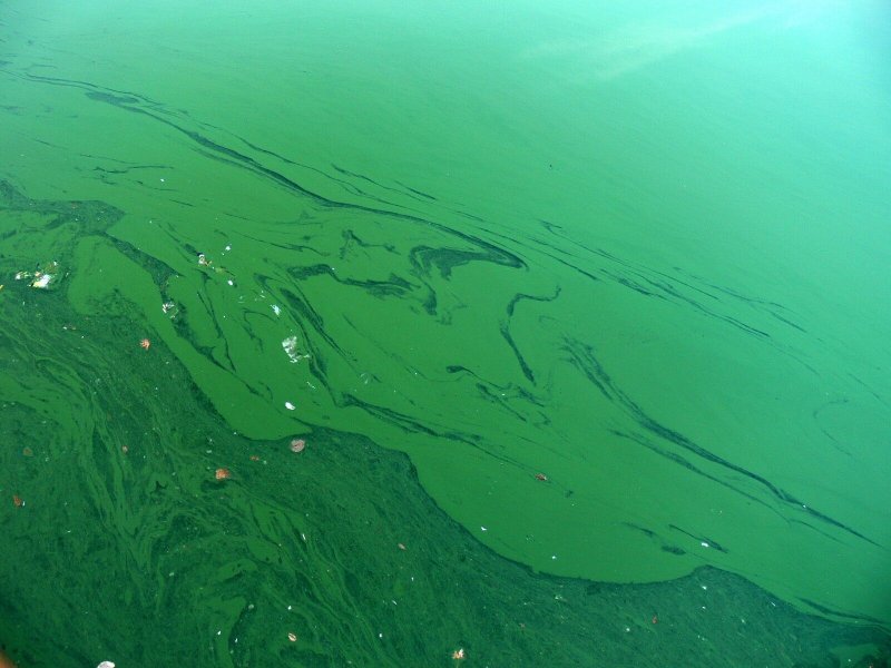 Сине-зеленые водоросли цианобактерии