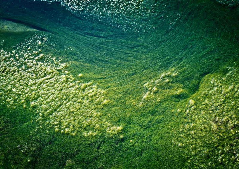 Нейстонные водоросли