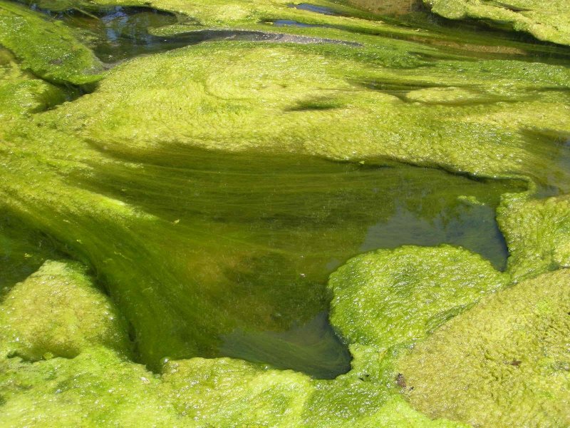 Зеленые водоросли Chlorophyta