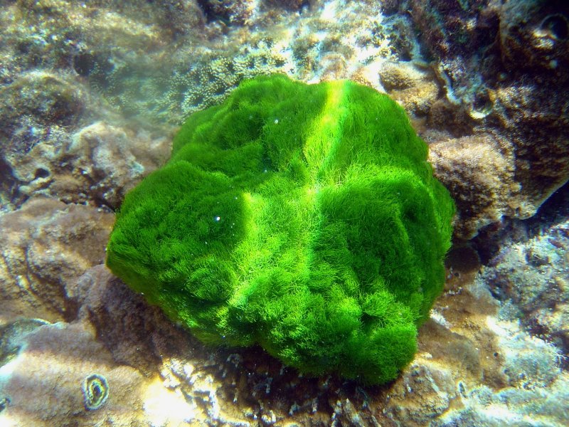 Хлорелла водоросль