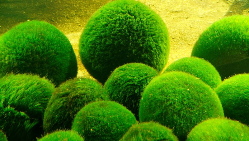 Кладофора зеленые водоросли