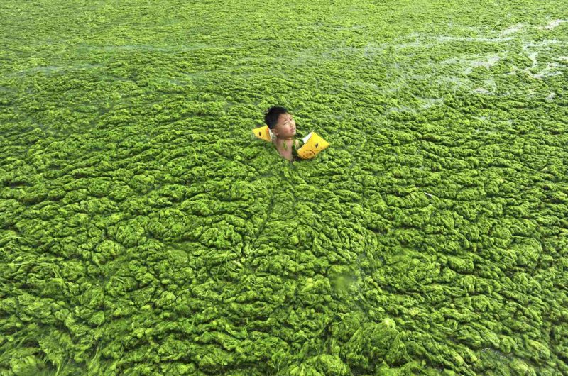 Тина в воде