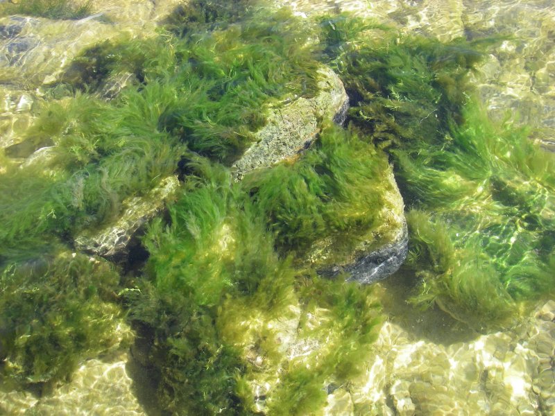 Кладофора нитчатая водоросль