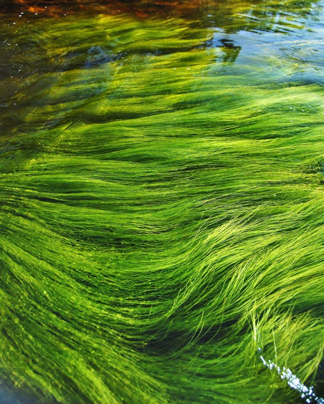 Морские водоросли спирулина