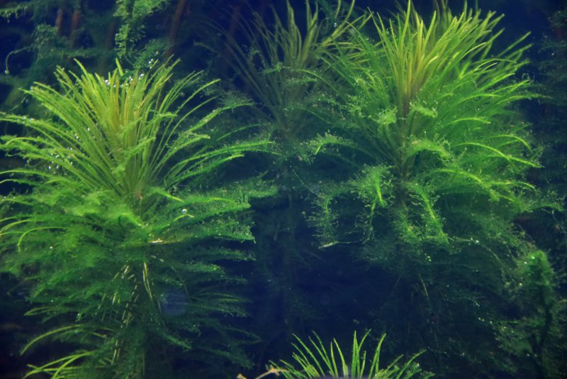 Зеленые водоросли Chlorophyta