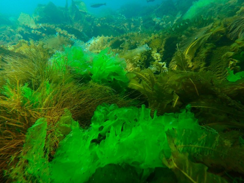 Черное море водоросли Ульва