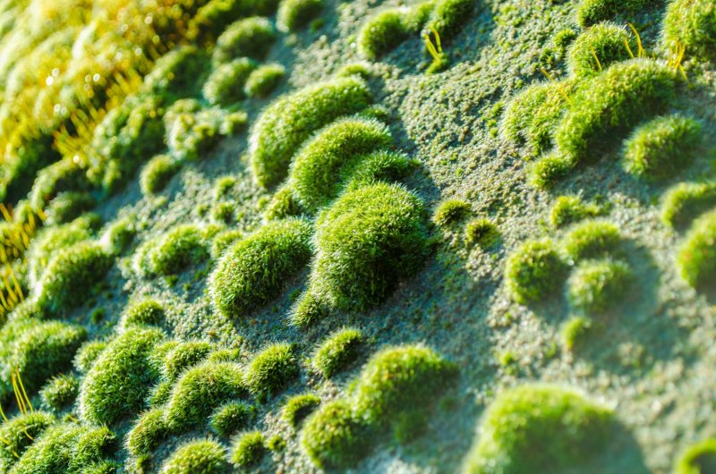 Зеленые водоросли Chlorophyta