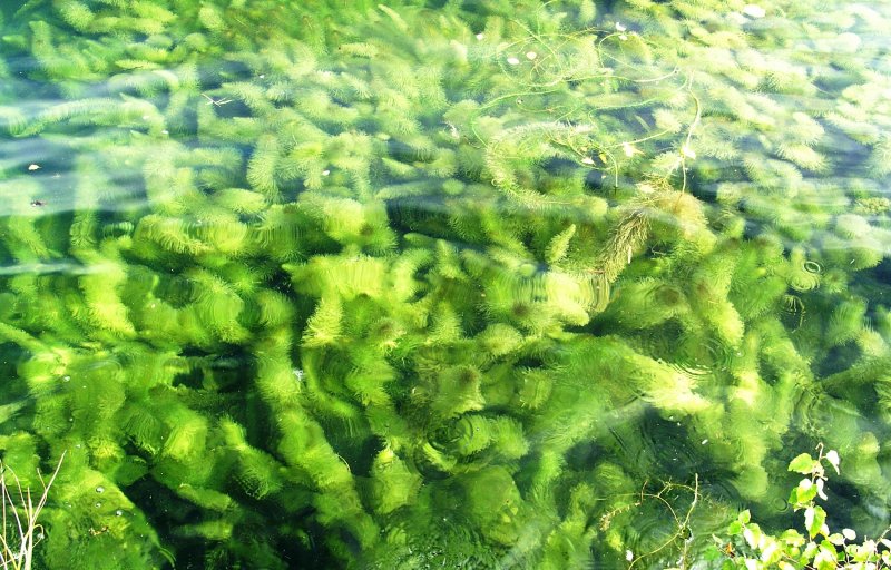 Водоросли макрофиты