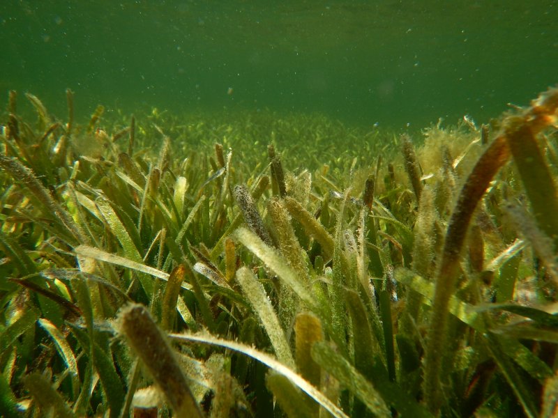 Хлорофиты водоросли