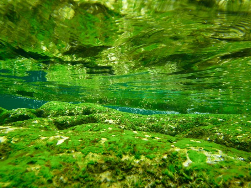 Зеленые водоросли Chlorophyta