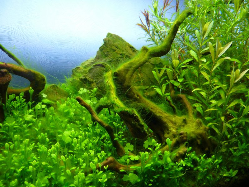 Глаукофитовые водоросли