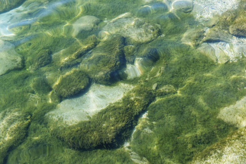 Нейстонные водоросли