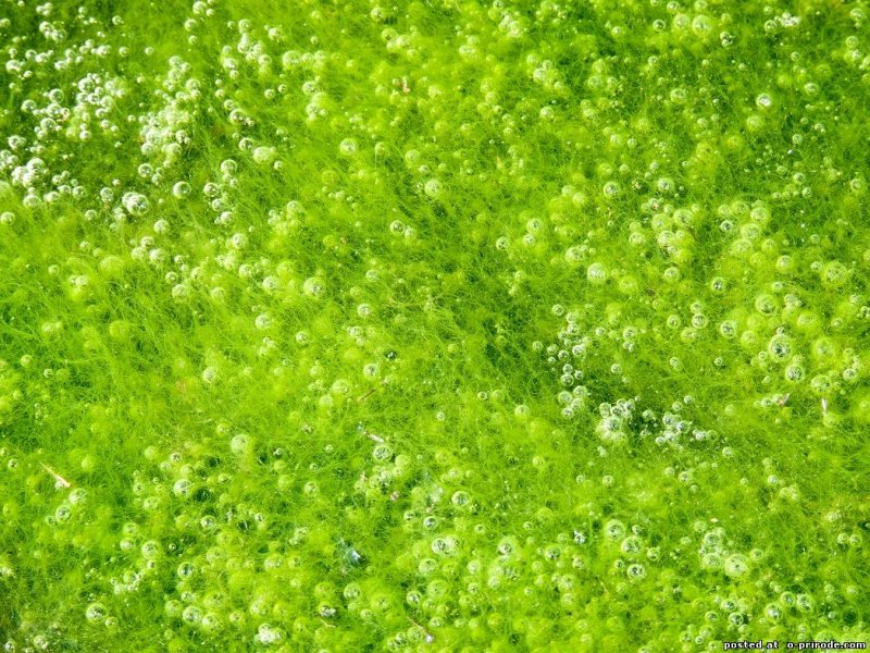 Зелёные водоросли