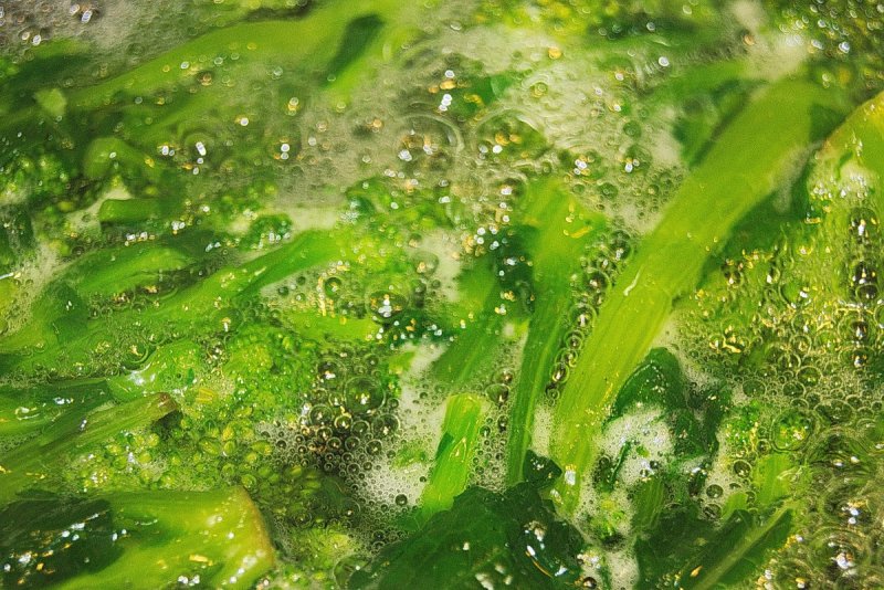 Желто зеленые водоросли