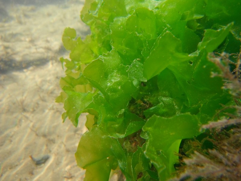 Ульва водоросль