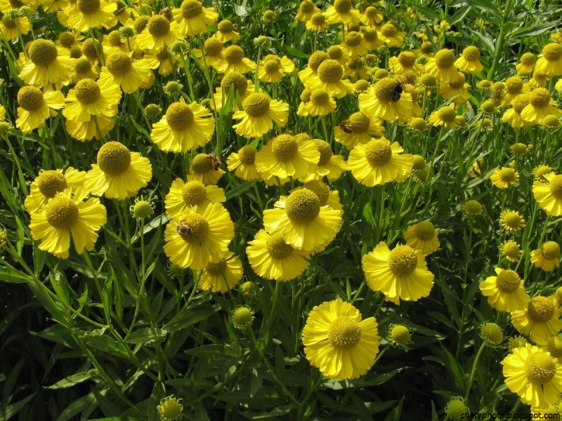 Весенний гелениум Helenium vernalis