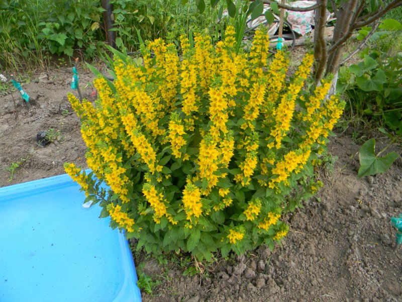 Рудбекия 'Goldsturm'