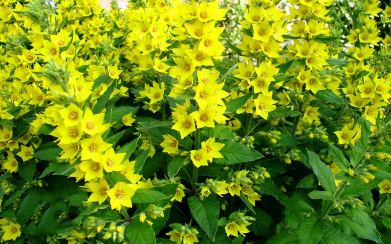 Девясил мечелистный (Inula ensifolia)