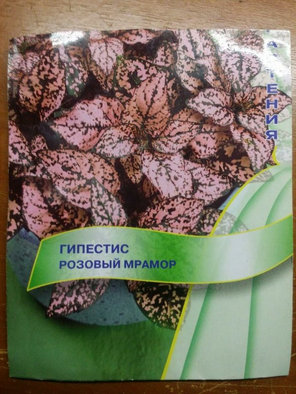 Гипоэстес красный мрамор