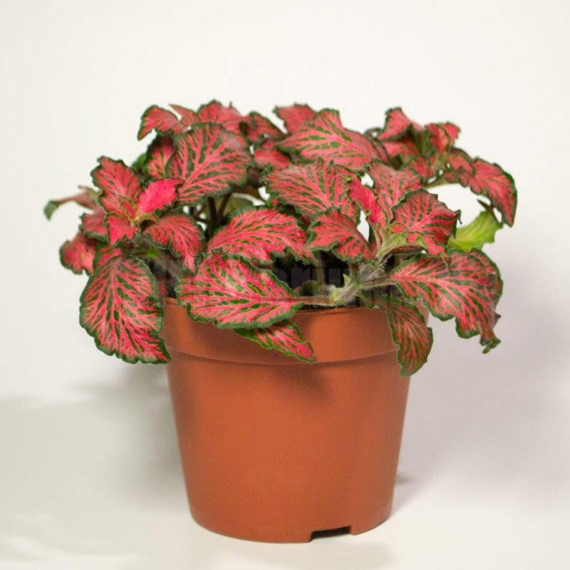 Hypoestes phyllostachya