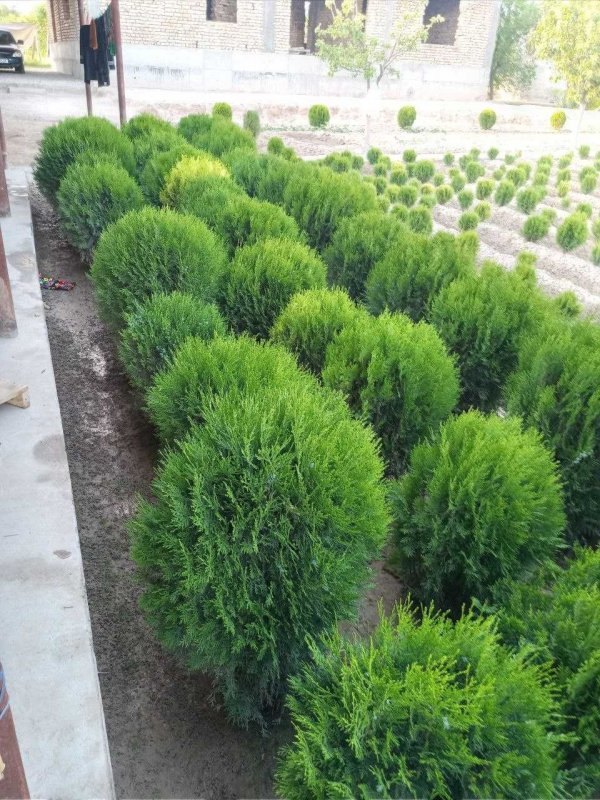 Микробиота можжевельник