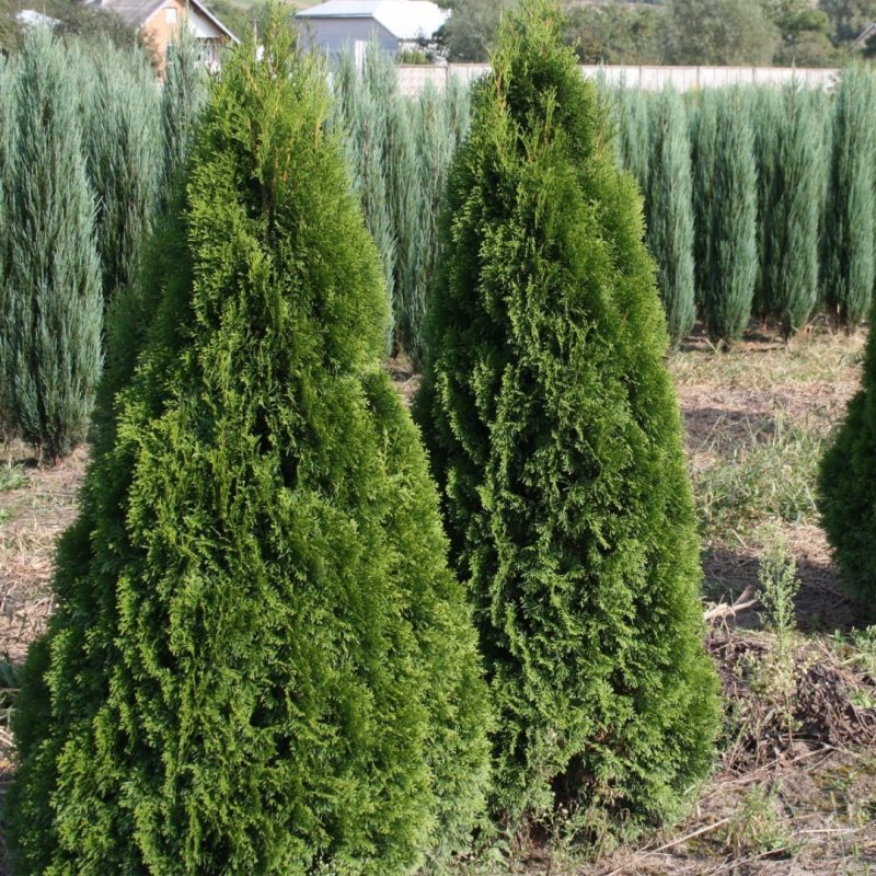Туя Западная Холмструп Thuja occidentalis Holmstrup