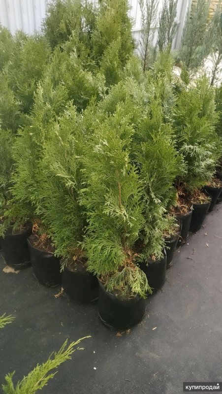 Туя Juniperus cham