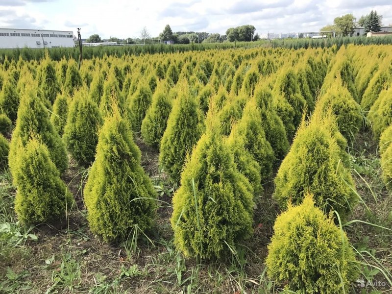Туя Западная Даника Thuja occidentalis Danica