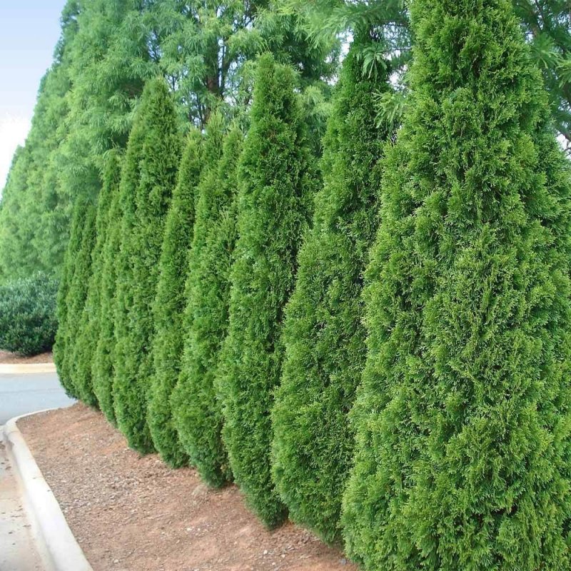 Туя Западная (Thuja occidentalis)