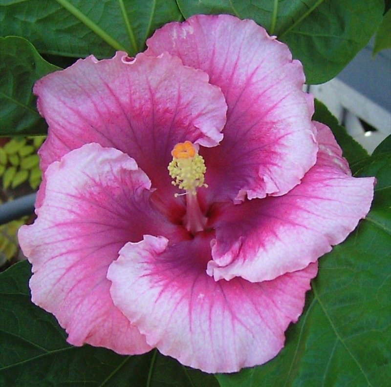 Гибискус Hibiscus Friedman