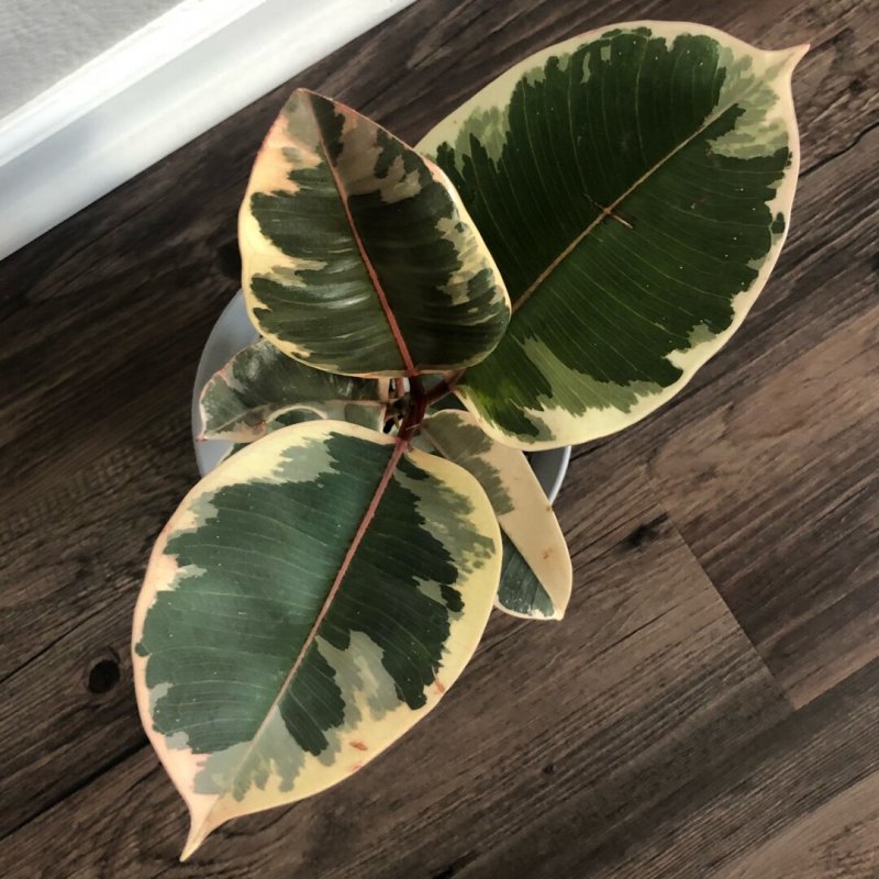 Фикус каучуконосный (Rubber Plant)