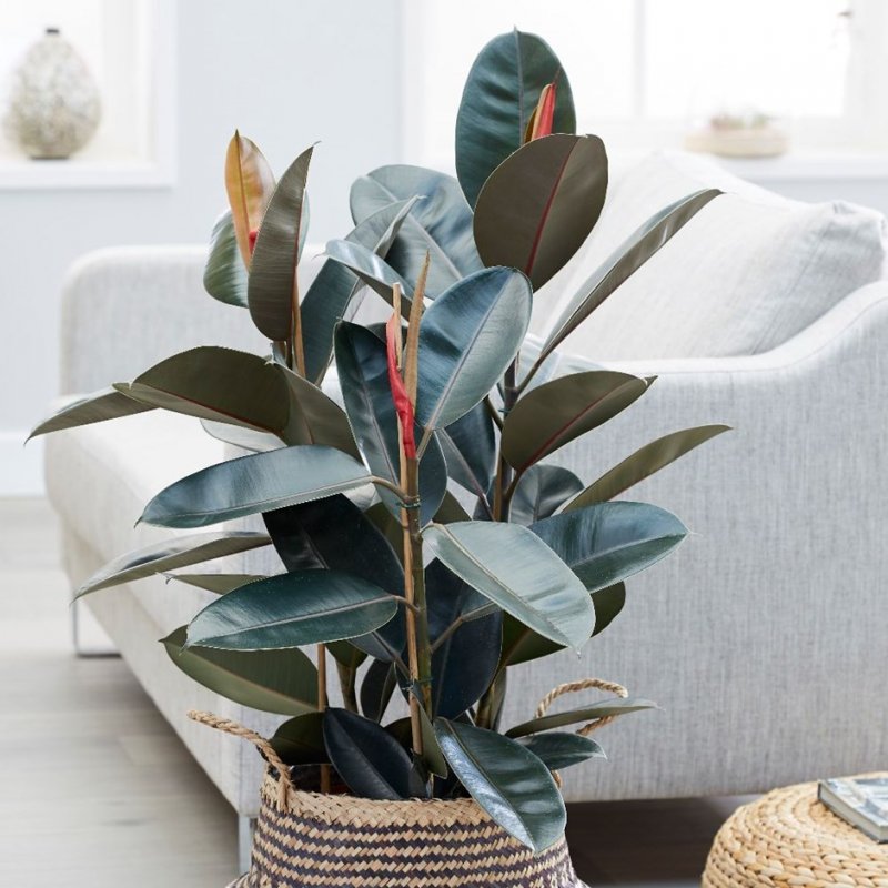 Фикус каучуконосный Ficus elastica