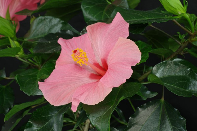 Hibiscus Rosa-sinensis