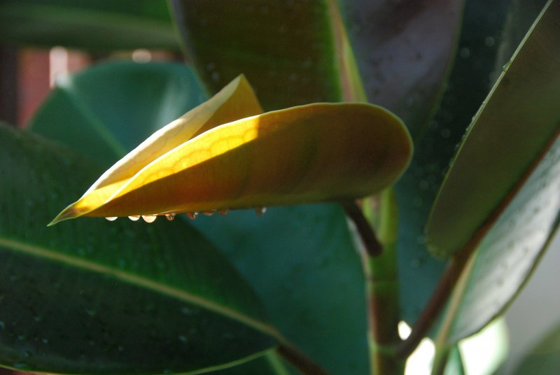 Фикус каучуконосный Ficus elastica