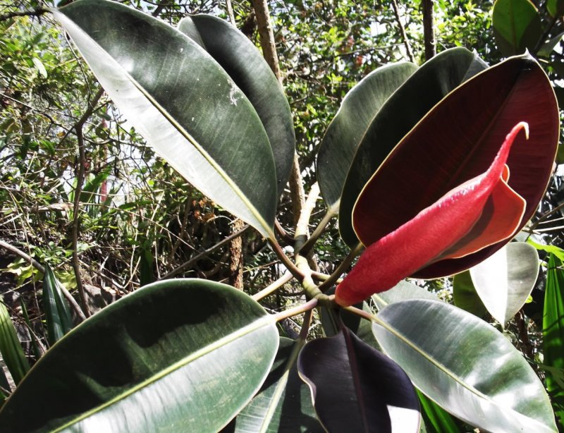 Фикус каучуконосный (Rubber Plant)