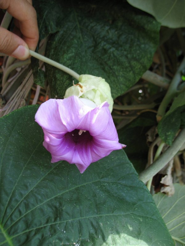 Argyreia speciosa