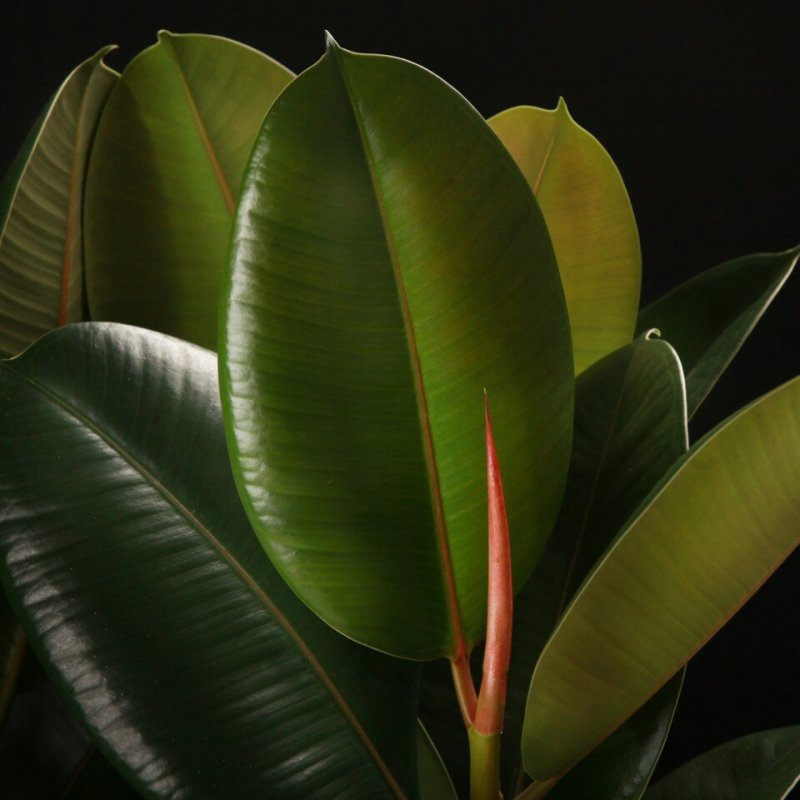 Фикус каучуконосный (Rubber Plant)