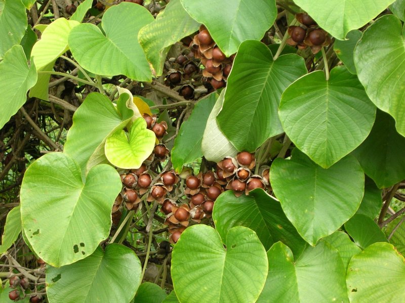 Роза Гавайская Argyreia nervosa