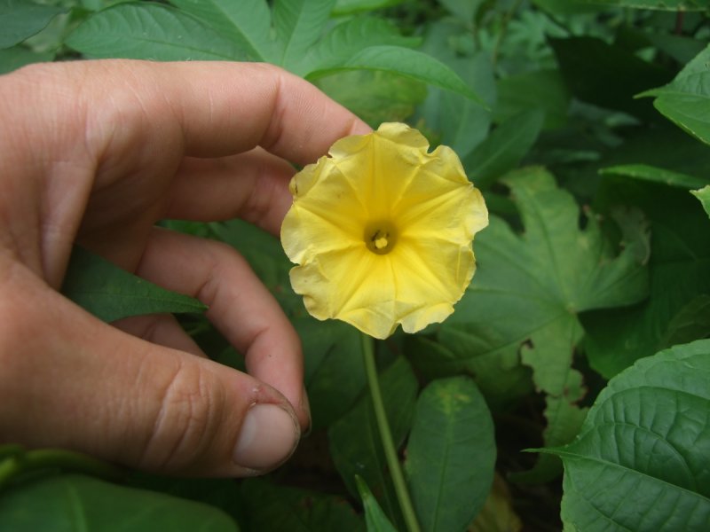 Hawaiian Yellow гибискус