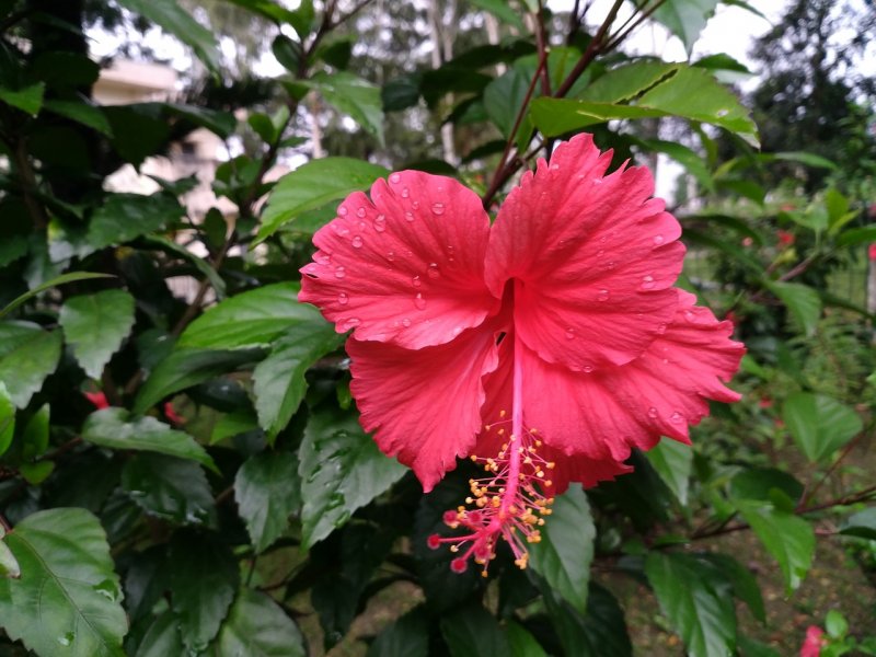 Гибискус Rosa sinensis