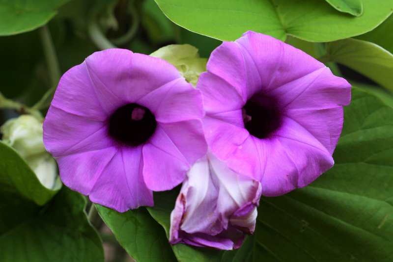 Adhoguda Argyreia nervosa