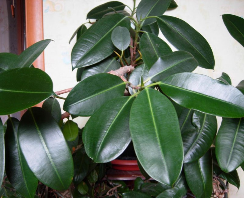 Фикус каучуконосный Ficus elastica