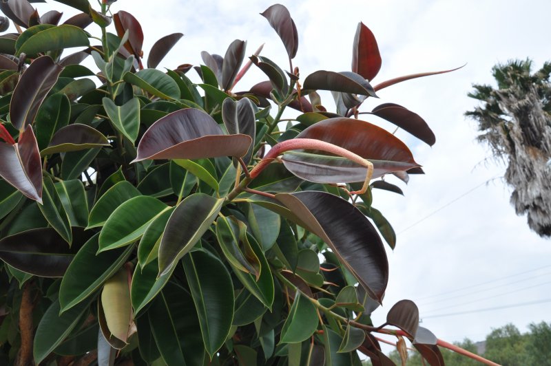 Фикус elastica robusta