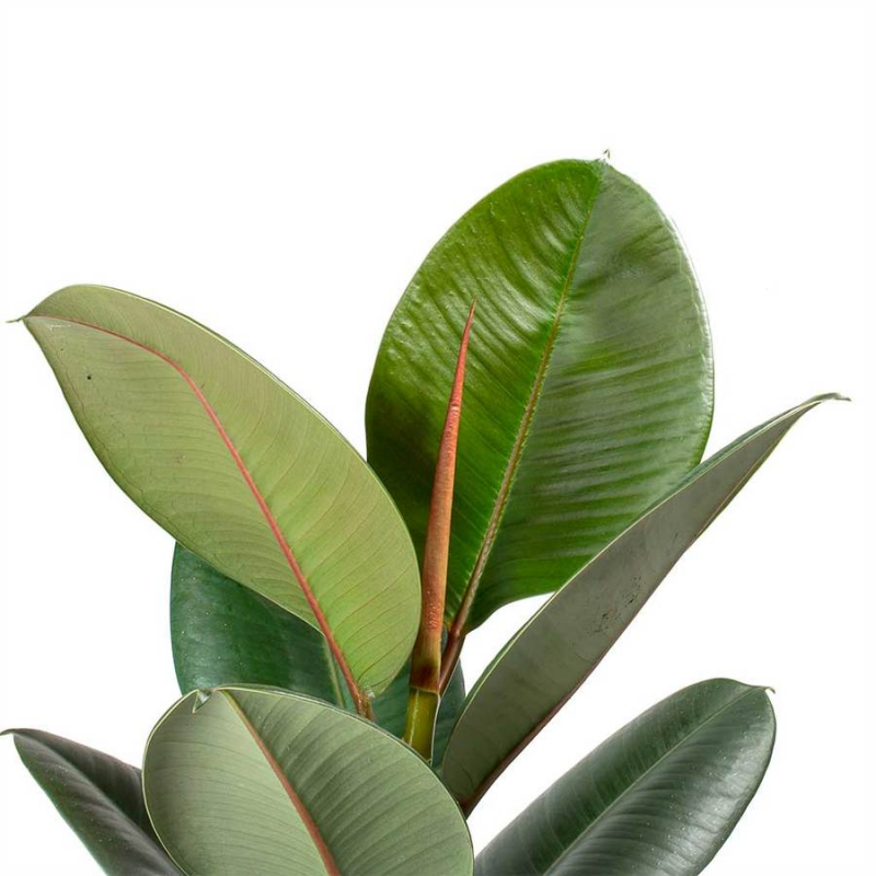 Фикус каучуконосный robusta