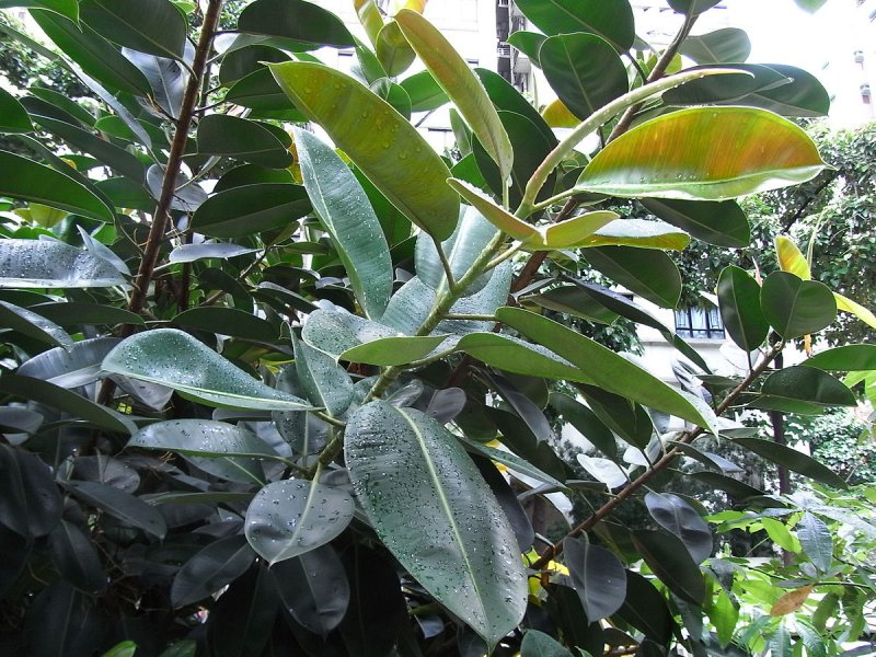 Фикус каучуконосный (Rubber Plant)